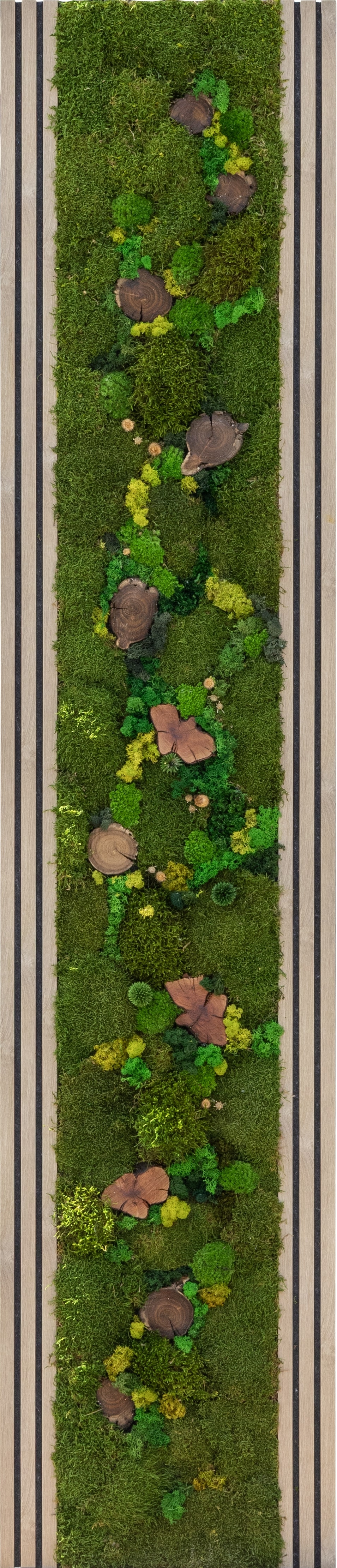 Silva Moss Dicranum Duvar Profili